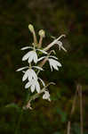 Cardinal flower